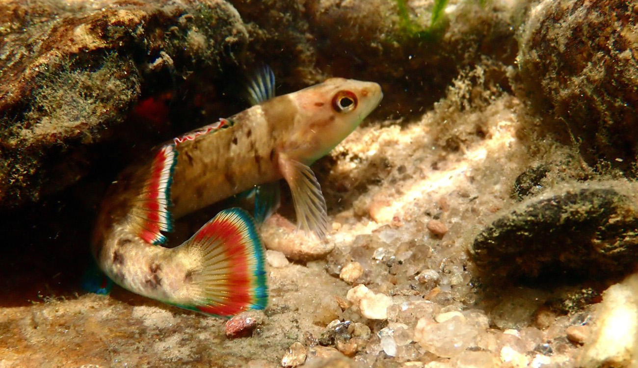 A brownish fish with red and blue striped fins curls up next to a rock. This is an Etowah Darter