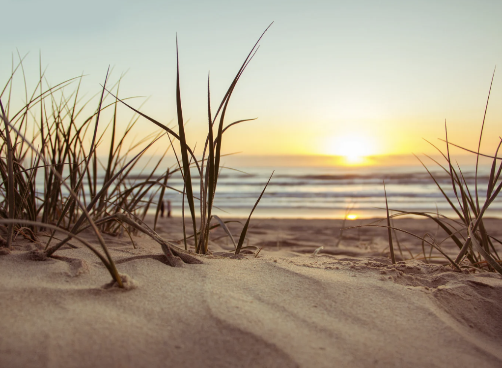 “A Blueprint for Greener Shorelines:” New publication suggests future directions for coastal resilience research