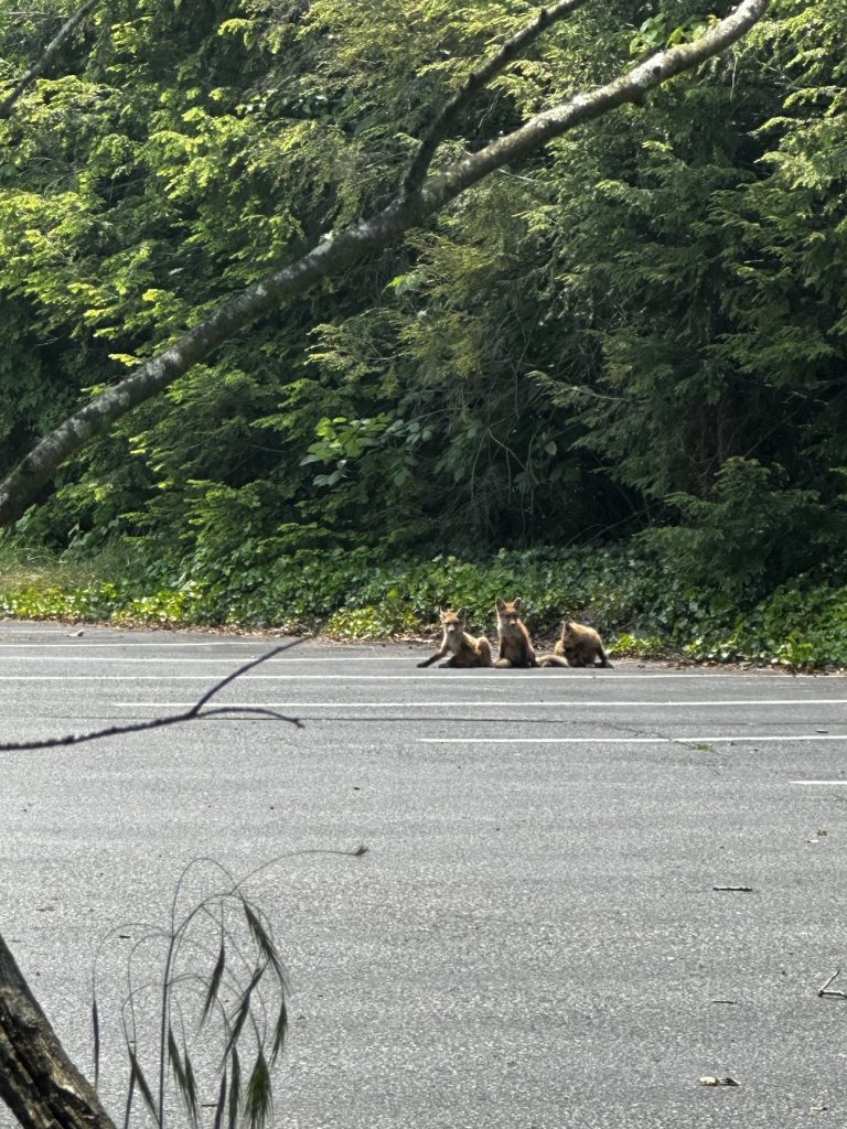 Three fox cubs sit in a parking lot, with dense thicket behind them.
