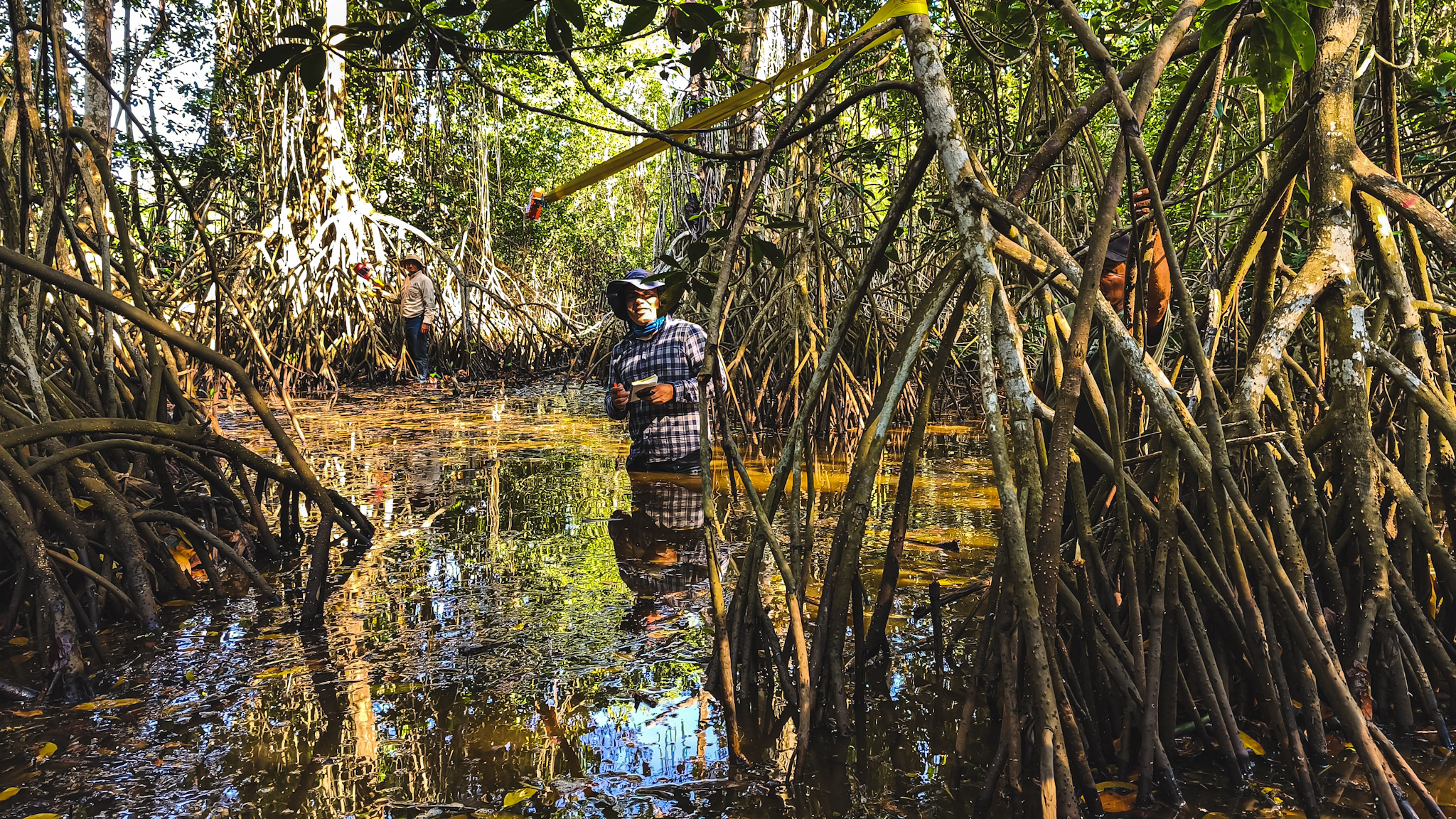 Studying the storm-stopping strength of mangroves