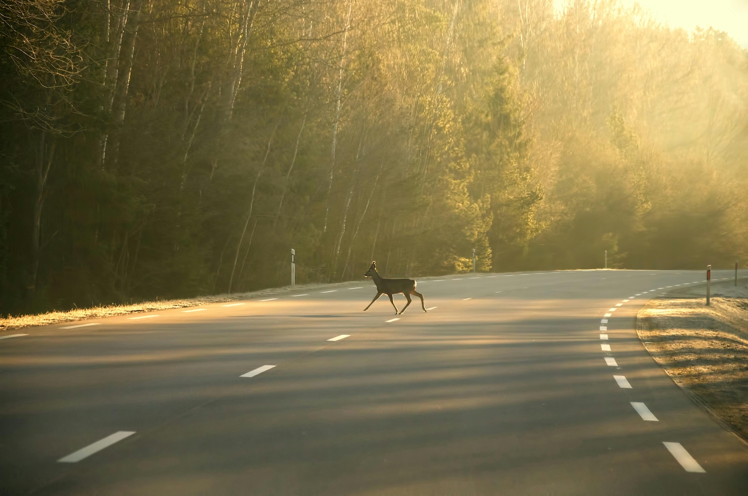 UGA Researchers engineer safer road crossings for wildlife and people
