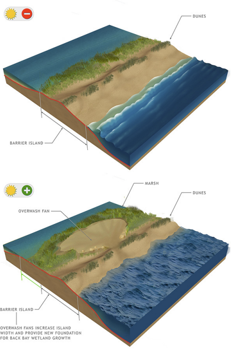 a modeled depiction of a barrier island overwash, in which overwash fans increase island width to protect islands from flooding