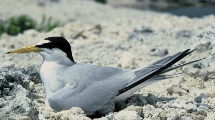 The interior least tern, a medium-sized shorebird with a grey body, black head and tail feathers, and sharp yellow beak nests on a rocky beach.